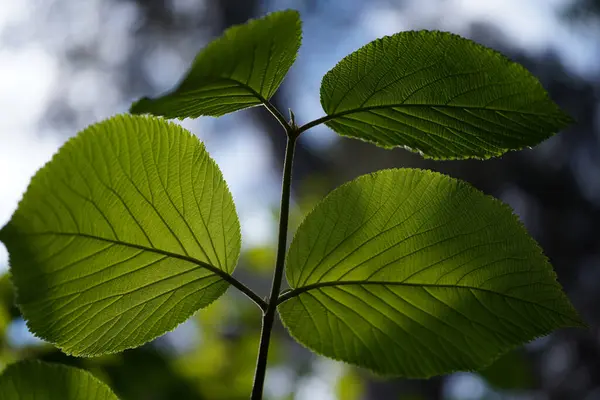Viburnum Alnifolium Liście Widziane Dołu Niebo Drzewo Bokeh Przestrzeń Kopiująca — Zdjęcie stockowe
