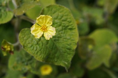 Saruma 'nın çiçek ve yaprağı, boşluğu kapat ve kopyala