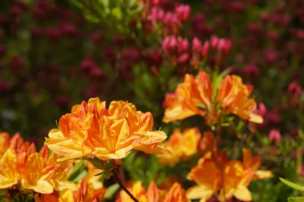 Rododendron, orman arka planında portakal çiçeği, bulanık arkaplan, bokeh ve kopyalama alanı
