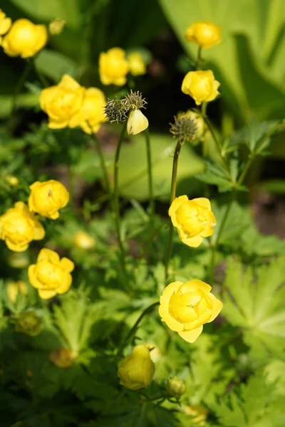 Trollius Altissimus Fleur Jaune Globeflower Gros Plan Bokeh — Photo