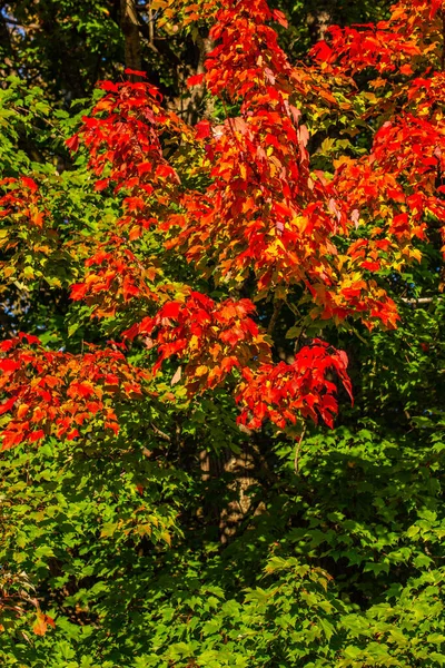 五彩缤纷的枫树叶来标志着威斯康星州秋天的开始 垂直的 — 图库照片