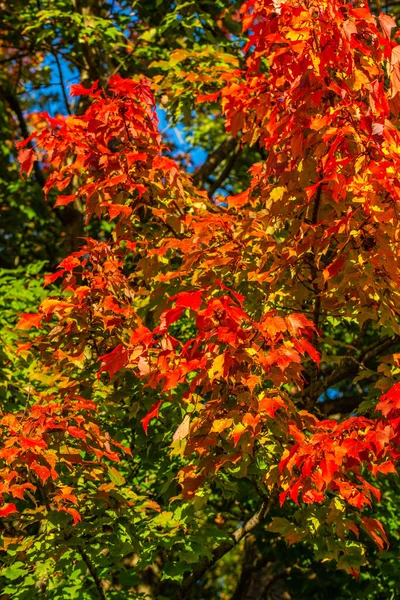 五彩缤纷的枫树叶来标志着威斯康星州秋天的开始 垂直的 — 图库照片