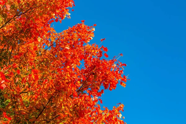 Barevné Javorové Listy Začátek Wisconsinského Pádu Horizontální — Stock fotografie