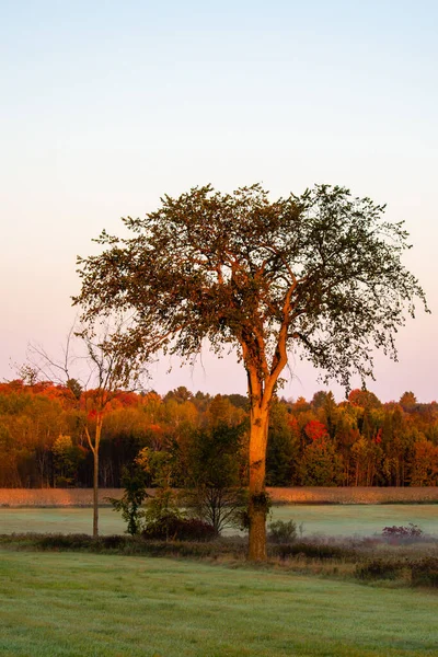 Jilm Strom Barevné Listí Pro Začátek Pádu Wisconsinu Vertikální — Stock fotografie