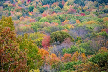 Wausau, Wisconsin 'de sonbahar ormanı, yatay.
