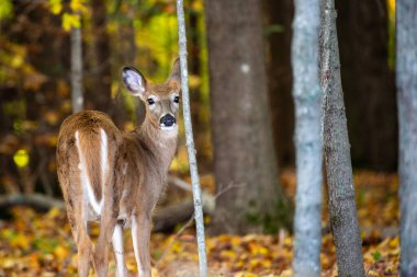 Beyaz kuyruklu geyik geyiği geyiği (odocoileus virginianus) Wisconsin ormanında yatay olarak durur.