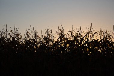 Eylül ayı sonlarında bir mısır tarlasının silueti, yatay