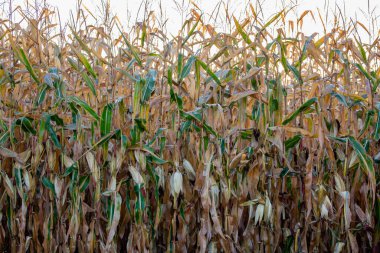 Eylül ayı sonlarında Wisconsin mısır tarlasına yakın plan, yatay