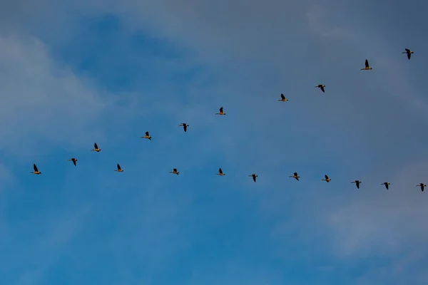 Gansos Canadá Branta Canadensis Volando Una Formación Cielo Azul Horizontal — Foto de Stock