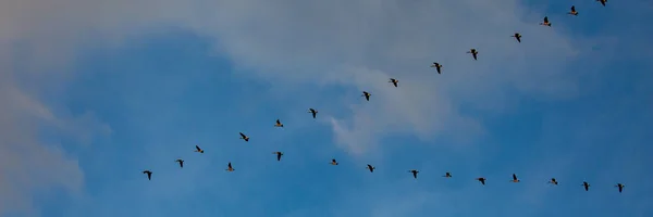 Kanadyjskie Gęsi Branta Canadensis Lecące Formacji Błękitnym Niebie Panorama — Zdjęcie stockowe