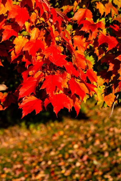 Colorful Maple Tree Leaves Mark Start Wisconsin Fall Vertical — Stock Photo, Image