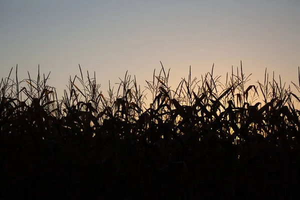 Силуэт Кукурузного Поля Конце Сентября Горизонтальный — стоковое фото