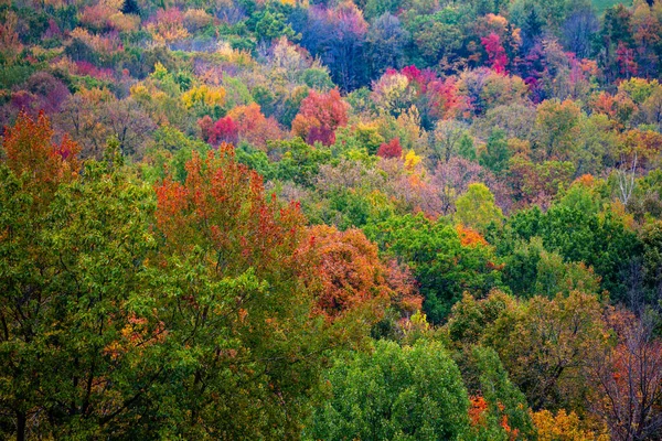 Close Van Een Herfstbos Wausau Wisconsin Horizontaal — Stockfoto