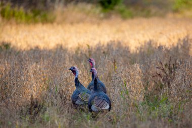 Doğu yaban hindisi (Meleagris dörtnala) Wisconsin şehir merkezinde sonbaharın başlarında, yatay olarak