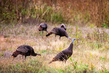 Doğu yaban hindisi (Meleagris dörtnala) Wisconsin şehir merkezinde sonbaharın başlarında, yatay olarak