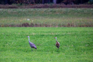 Ekim ayında Wisconsin saman tarlasında yatay duran bir çift kum tepesi turnası.