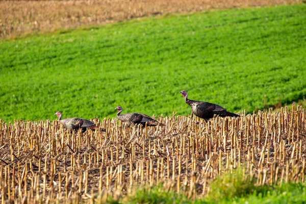 Drei Wilde Truthahnmännchen Meleagris Gallopavo Die Einem Maisfeld Zentral Wisconsin — Stockfoto