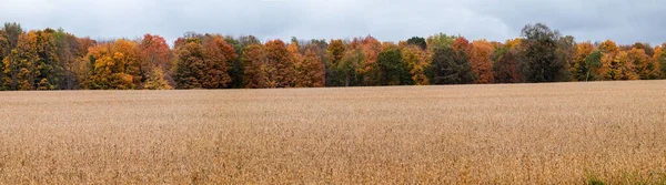 Wisconsinin Viljelysmaa Soijapellolla Värikkäässä Metsässä Lokakuussa Panoraama — kuvapankkivalokuva