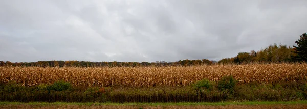 Wisconsin Farmland Cornfield Colorful Forest Autumn Panorama — Stock Photo, Image