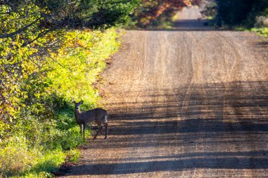 Beyaz kuyruklu geyik geyiği (odocoileus virginianus) Ekim ayında Wisconsin çakıl yolunda yatay olarak durur.
