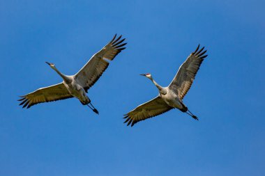 İki Sandhill Turnası (Grus canadensis) Wisconsin 'de mavi gökyüzünde, yatay