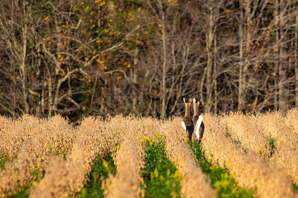 Cervo Dalla Coda Bianca Odocoileus Virginianus Che Corre Campo Soia — Foto Stock