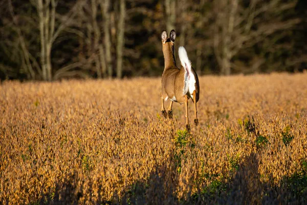 Jeleń Biały Odocoileus Virginianus Biegnący Jesienią Polu Soi Wisconsin Poziomie — Zdjęcie stockowe