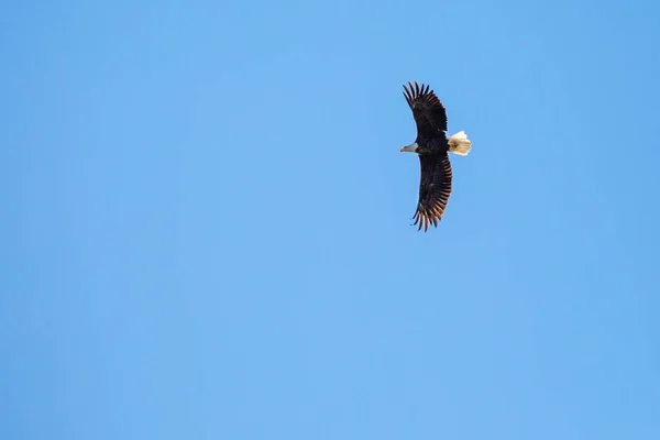 Лисий Орел Haliaeetus Leucocephalus Дорослий Ширяє Синьому Небі — стокове фото