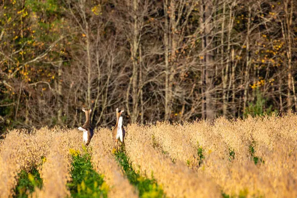 在威斯康星州一个横向大豆田里奔跑的白尾鹿 Odocoileus Virginianus — 图库照片