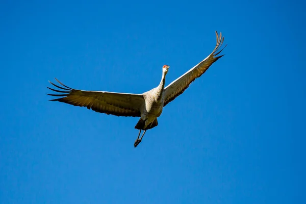 Sandhill Crane Grus Canadensis Που Πετά Γαλάζιο Ουρανό Οριζόντια — Φωτογραφία Αρχείου