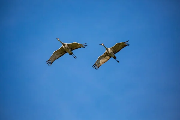 Paar Sandhill Kraniche Grus Canadensis Fliegen Einem Blauen Himmel Wisconsin — Stockfoto