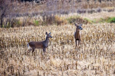 Beyaz kuyruklu geyik (odocoileus virginianus) Ekim ayı sonlarında bir Wisconsin mısır tarlasında dikiliyordu.