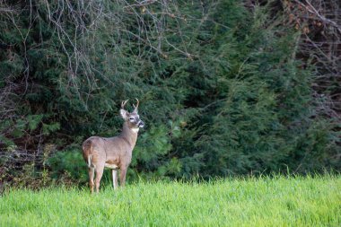 Beyaz kuyruklu geyik geyiği (odocoileus virginianus) bir Wisconsin tarlasında çam ağaçlarının yanında dikiliyordu.