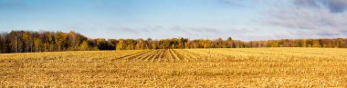 Wisconsin 'de hasat edilen mısır tarlası Sonbaharda ormanla çevrili, panorama