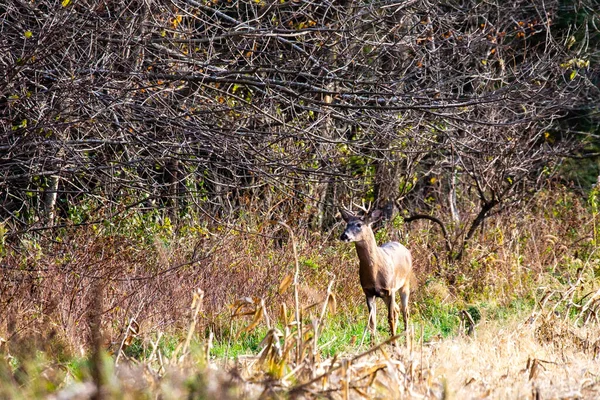 Λευκό Ελάφι Odocoileus Virginianus Στέκεται Δίπλα Ένα Δάσος Του Ουισκόνσιν — Φωτογραφία Αρχείου