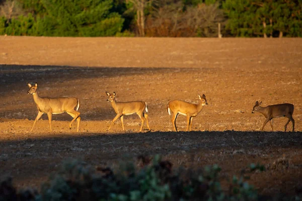 10月站在威斯康星州一个收获农田的白尾鹿 Odocoileus Virginianus 水平分布 — 图库照片