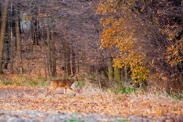 10月底 在威斯康星州的一个森林里散步的白尾鹿 Odocoileus Virginianus — 图库照片