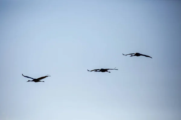 Trzy Żurawie Sandhill Grus Canadensis Lecące Błękitnym Niebie Wisconsin Poziome — Zdjęcie stockowe