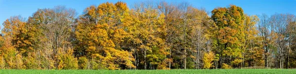 Colorful Wisconsin Forest October Blue Sky Panorama — Stock Photo, Image