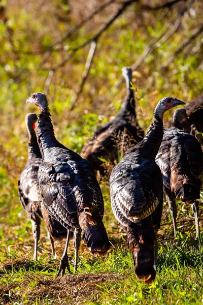 Troupeau Dindons Sauvages Wisconsin Meleagris Gallopavo Automne Vertical — Photo
