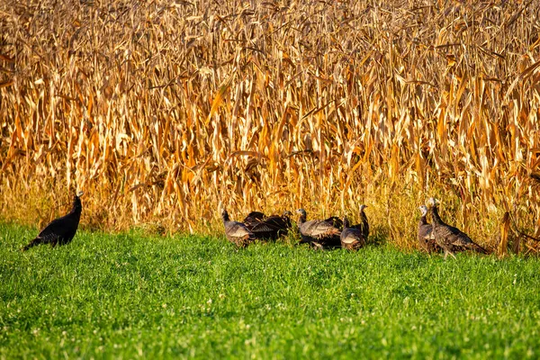 Flock Wisconsin Wild Turkeys Meleagris Gallopavo Next Cornfield Horizontal — Stock Photo, Image
