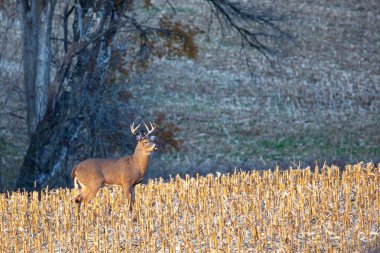 Beyaz kuyruklu geyik geyiği (odocoileus virginianus) Kasım ayında bir Wisconsin mısır tarlasında dikiliyordu.