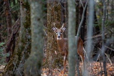 Beyaz kuyruklu geyik geyiği (odocoileus virginianus) Kasım ayında bir Wisconsin ormanında yatay olarak durur.