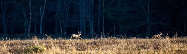 Beyaz kuyruklu geyik geyiği (odocoileus virginianus) Kasım ayında monotonluk döneminde Wisconsin mısır tarlasında dişi geyiği kovalarken, panorama