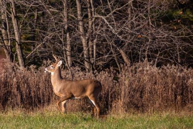 Beyaz kuyruklu geyik geyiği (odocoileus virginianus), Kasım ayında Wisconsin 'de bir Wausau samanlığında,