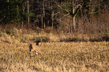 Beyaz kuyruklu geyik geyiği (odocoileus virginianus) Kasım ayında monotonluk döneminde, Wisconsin, Wausau 'da bir mısır tarlasından geçer.