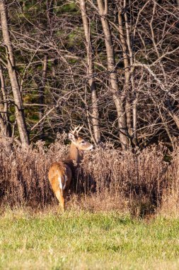 Beyaz kuyruklu geyik geyiği (odocoileus virginianus) Kasım ayında Wisconsin 'de bir Wausau samanlığında dikey olarak alarmda duruyor.