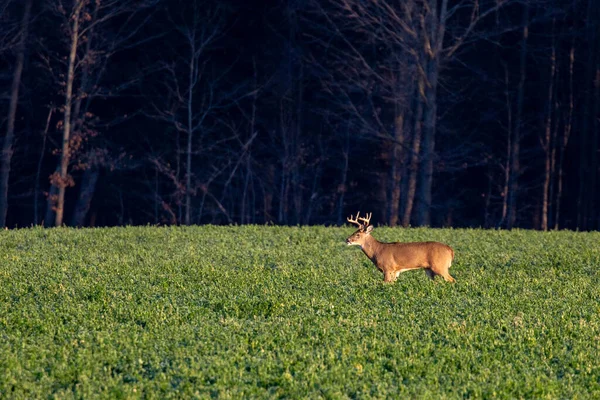 Jeleń Biały Odocoileus Virginianus Stojący Polu Siana Wisconsin Listopadzie Poziomie — Zdjęcie stockowe