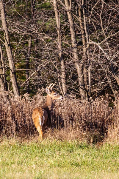 Cervo Dalla Coda Bianca Odocoileus Virginianus Stato Allerta Campo Fieno — Foto Stock