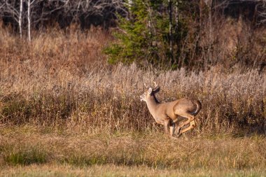Beyaz kuyruklu geyik geyiği (odocoileus virginianus) Kasım ayında bir Wausau, Wisconsin samanlığında yatay olarak koşar.
